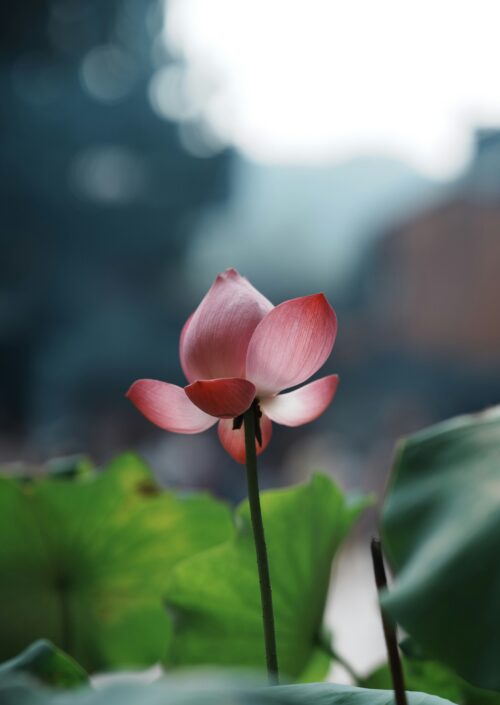 Χαλάρωση σε Κύματα Theta – Διαλογισμός Πρόσβασης στο Υποσυνείδητο