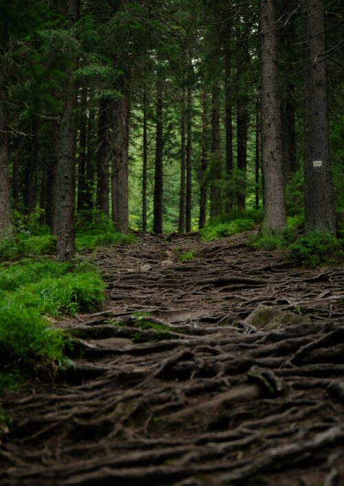 Ρίζες για μπλεγμένες σχέσεις
